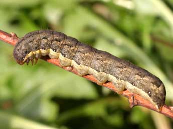  Chenille de Mamestra brassicae L. - Serge Wambeke