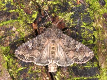 Mamestra brassicae L. adulte - Philippe Mothiron