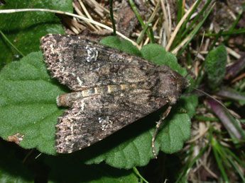 Mamestra brassicae L. adulte - Philippe Mothiron