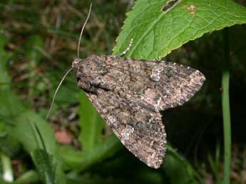 Mamestra brassicae L. adulte - Philippe Mothiron