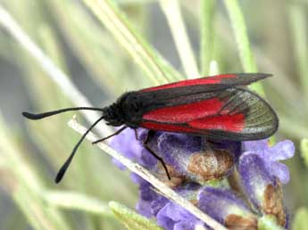 Zygaena brizae Esp. adulte - Daniel Morel