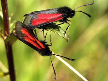 Zygaena brizae Esp. adulte - Daniel Morel