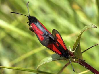 Zygaena brizae Esp. adulte - Daniel Morel