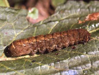  Chenille de Diarsia brunnea D. & S. - ©Serge Wambeke