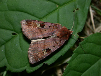 Diarsia brunnea D. & S. adulte - Philippe Mothiron