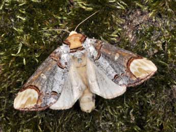 Phalera bucephala L. adulte - ©Philippe Mothiron