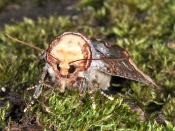 Phalera bucephala L. adulte - Philippe Mothiron