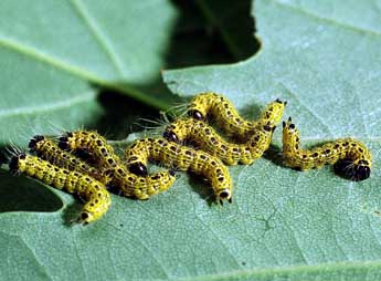  Chenille de Phalera bucephala L. - ©Philippe Mothiron