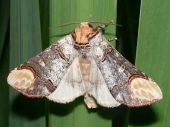 Phalera bucephala L. adulte - ©Philippe Mothiron