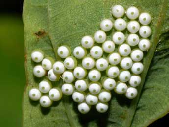  Oeuf de Phalera bucephala L. - Franois Spill