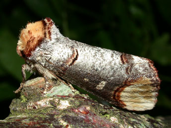 Phalera bucephala L. adulte - Philippe Mothiron