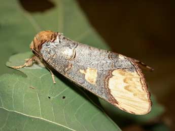 Phalera bucephaloides O. adulte - Herv Guyot