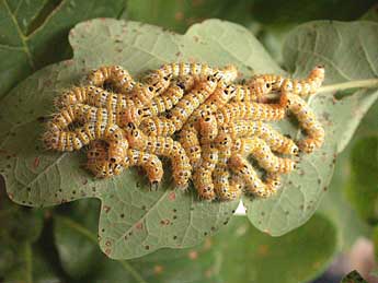  Chenille de Phalera bucephaloides O. - Herv Guyot