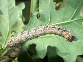  Chenille de Phalera bucephaloides O. - Herv Guyot