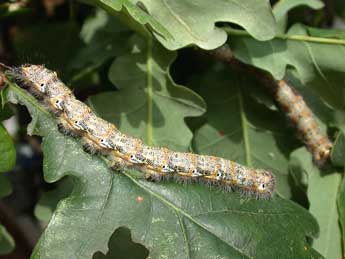  Chenille de Phalera bucephaloides O. - Herv Guyot