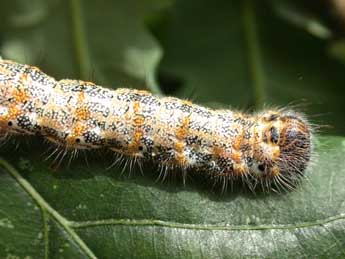  Chenille de Phalera bucephaloides O. - Herv Guyot