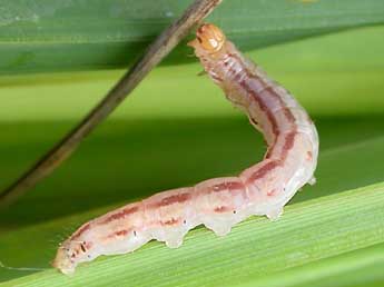  Chenille de Sedina buettneri O. Her. - Jrmy Lebrun