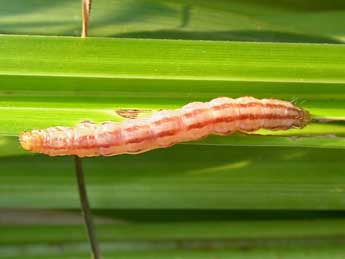  Chenille de Sedina buettneri O. Her. - ©Jrmy Lebrun