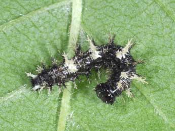  Chenille de Polygonia c-album L. - Philippe Mothiron