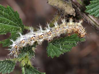  Chenille de Polygonia c-album L. - Philippe Mothiron