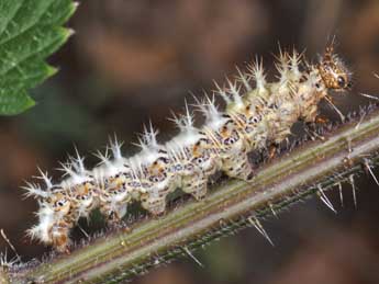  Chenille de Polygonia c-album L. - Philippe Mothiron