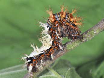  Chenille de Polygonia c-album L. - Philippe Mothiron