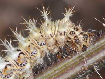  Chenille de Polygonia c-album L. - ©Philippe Mothiron