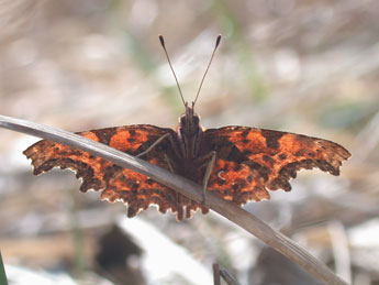 Polygonia c-album L. adulte - Philippe Mothiron