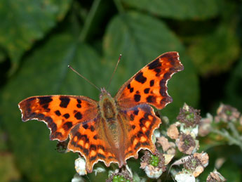 Polygonia c-album L. adulte - ©Philippe Mothiron