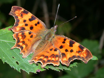 Polygonia c-album L. adulte - ©Philippe Mothiron