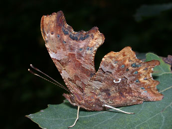 Polygonia c-album L. adulte - ©Philippe Mothiron