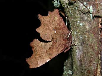 Polygonia c-album L. adulte - Philippe Mothiron