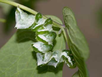  Chenille de Lamprotes c-aureum Knoch - ©Patrick Rosset