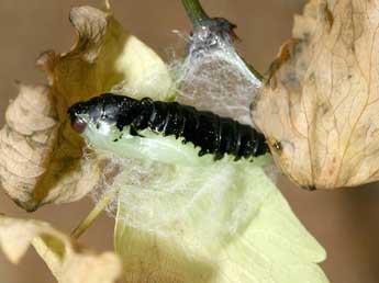  Chrysalide de Lamprotes c-aureum Knoch - ©Patrick Rosset