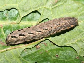  Chenille de Xestia c-nigrum L. - ©Serge Wambeke