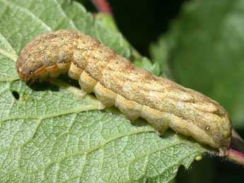  Chenille de Xestia c-nigrum L. - ©Serge Wambeke