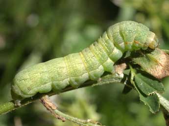  Chenille de Xestia c-nigrum L. - Serge Wambeke