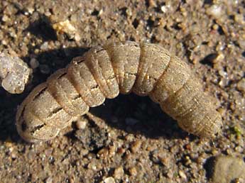  Chenille de Xestia c-nigrum L. - ©Jrme Albre