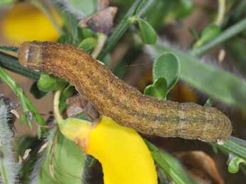  Chenille de Ammoconia caecimacula D. & S. - ©Philippe Mothiron