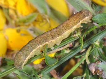  Chenille de Ammoconia caecimacula D. & S. - ©Philippe Mothiron