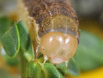  Chenille de Ammoconia caecimacula D. & S. - Philippe Mothiron