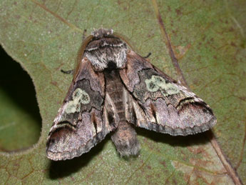 Diloba caeruleocephala L. adulte - ©Philippe Mothiron