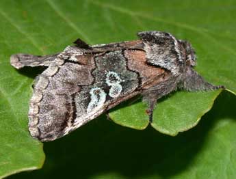 Diloba caeruleocephala L. adulte - ©Philippe Mothiron