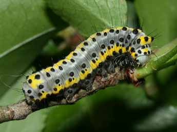  Chenille de Diloba caeruleocephala L. - ©Philippe Mothiron