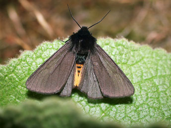 Epatolmis luctifera D. & S. adulte - Philippe Mothiron