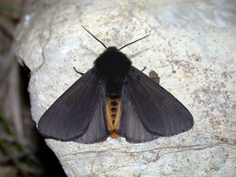 Epatolmis luctifera D. & S. adulte - Philippe Mothiron