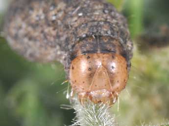  Chenille de Hadena caesia D. & S. - Philippe Mothiron