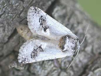 Parahypopta caestrum Hb. adulte - ©Daniel Morel