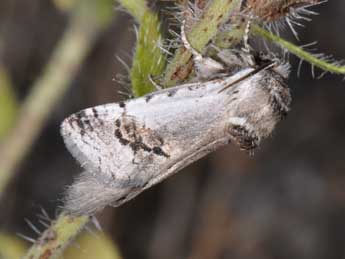 Parahypopta caestrum Hb. adulte - Philippe Mothiron