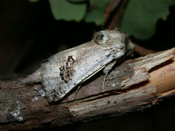 Parahypopta caestrum Hb. adulte - Philippe Mothiron